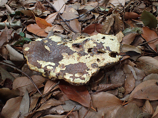 f:id:tamaokiyutaka:20180823000510j:plain