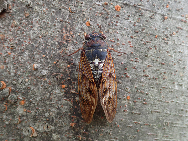 f:id:tamaokiyutaka:20180823000603j:plain