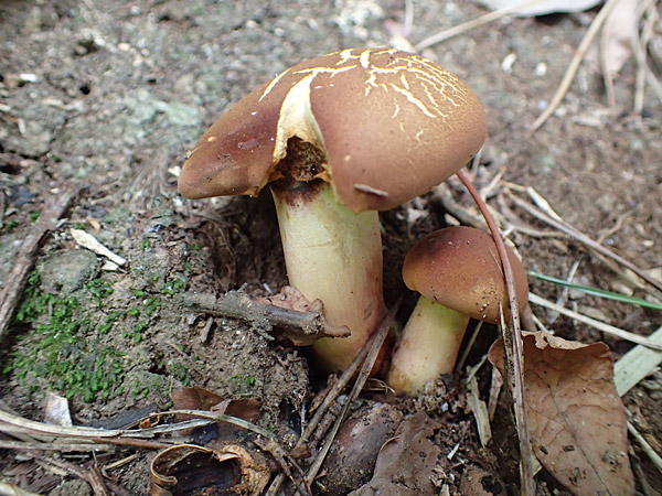 f:id:tamaokiyutaka:20180823000616j:plain