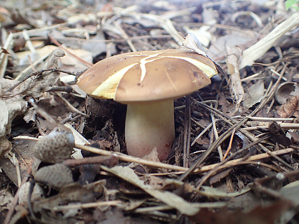 f:id:tamaokiyutaka:20180823000620j:plain