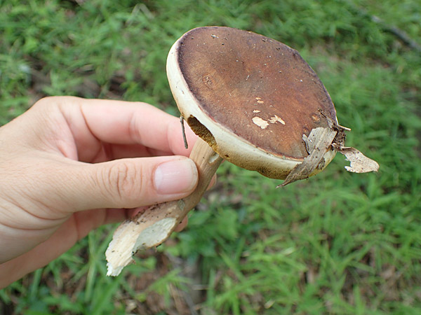 f:id:tamaokiyutaka:20180823000632j:plain