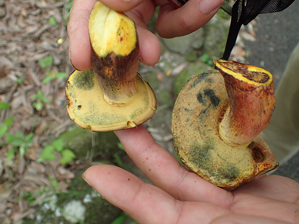 f:id:tamaokiyutaka:20180823000643j:plain