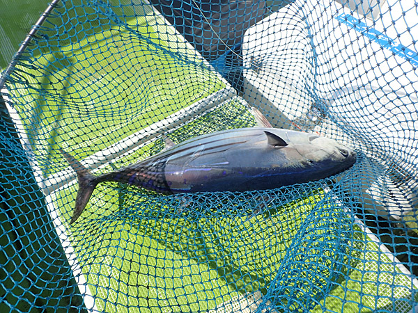 f:id:tamaokiyutaka:20180922225243j:plain