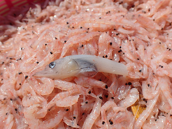 f:id:tamaokiyutaka:20180922225258j:plain