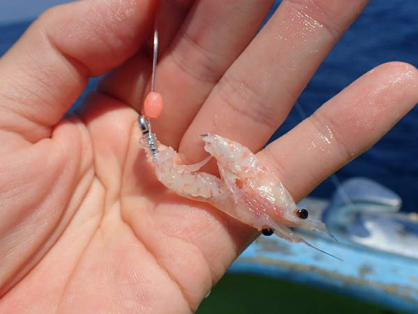 f:id:tamaokiyutaka:20180922225300j:plain