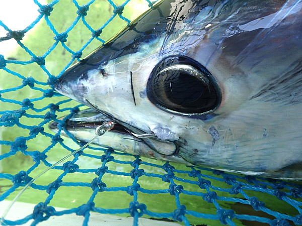 f:id:tamaokiyutaka:20180922225316j:plain