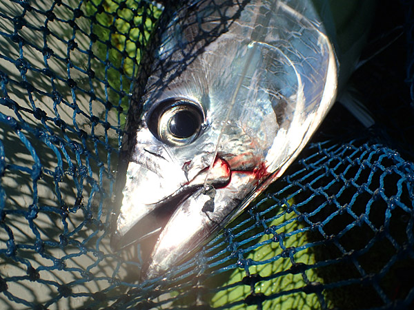 f:id:tamaokiyutaka:20180922225337j:plain