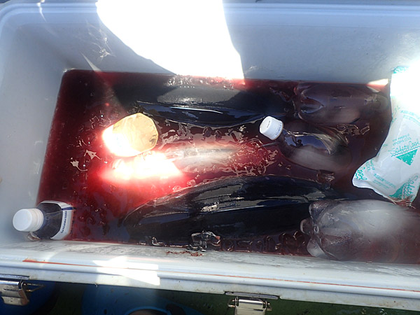 f:id:tamaokiyutaka:20180922225356j:plain