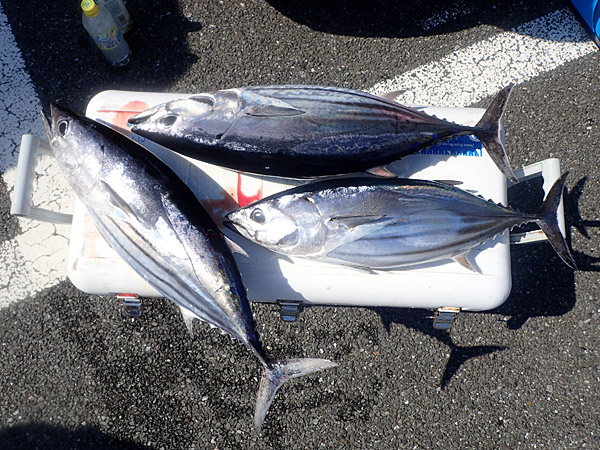 f:id:tamaokiyutaka:20180922225412j:plain