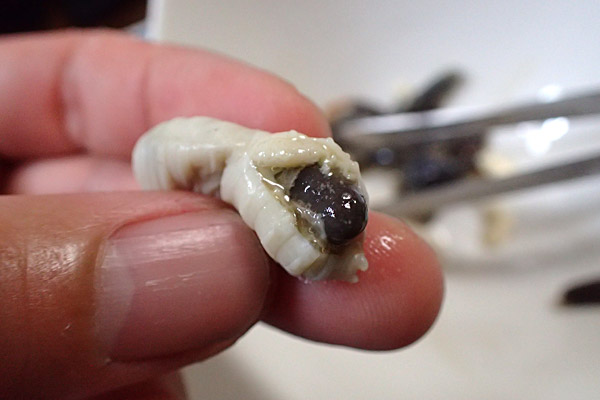 オオスズメバチの幼虫は味が強い！ - 私的標本：捕まえて食べる
