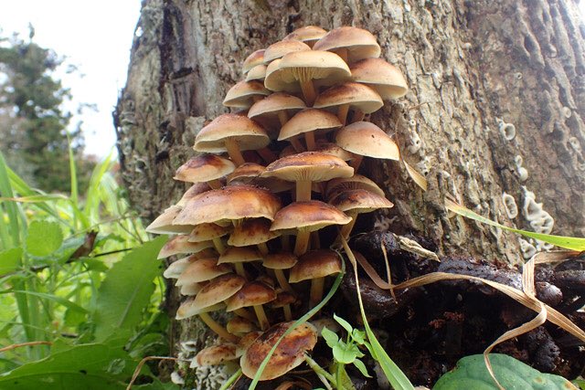 f:id:tamaokiyutaka:20181203133151j:plain