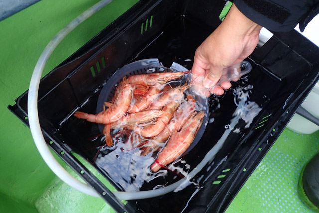 f:id:tamaokiyutaka:20190109231340j:plain