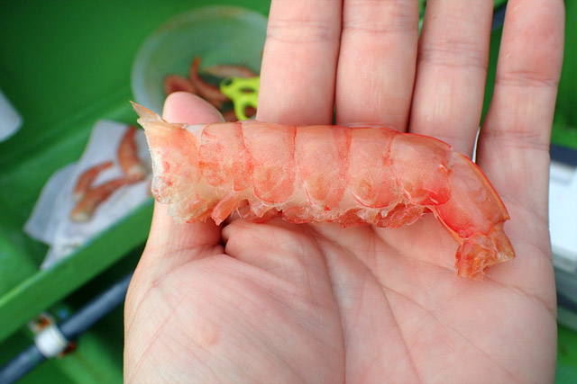 f:id:tamaokiyutaka:20190109231343j:plain