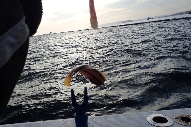 f:id:tamaokiyutaka:20190109231526j:plain