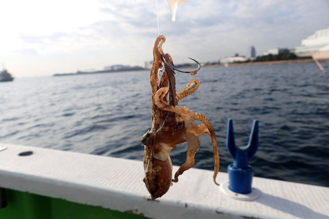 f:id:tamaokiyutaka:20190109231619j:plain