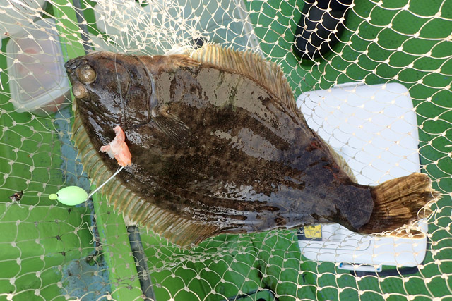 f:id:tamaokiyutaka:20190109231624j:plain