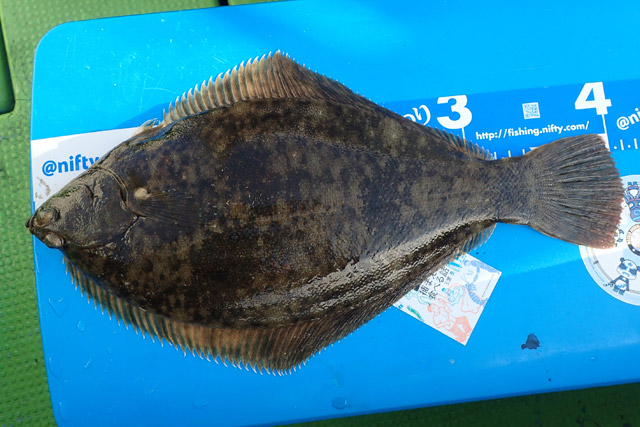 f:id:tamaokiyutaka:20190109231627j:plain