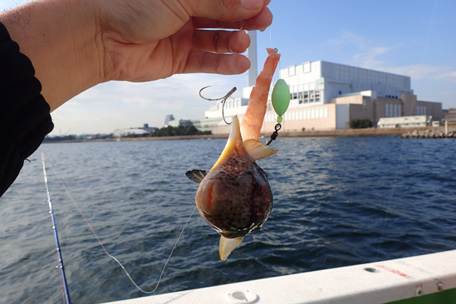 f:id:tamaokiyutaka:20190109231647j:plain