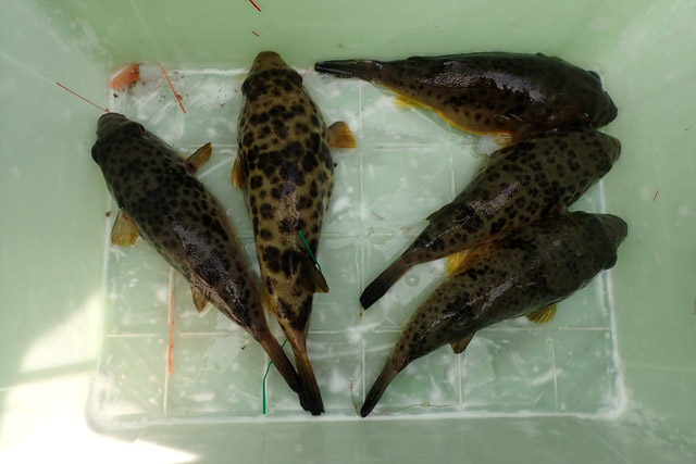 f:id:tamaokiyutaka:20190109231745j:plain