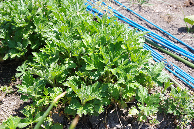 f:id:tamaokiyutaka:20190413214048j:plain