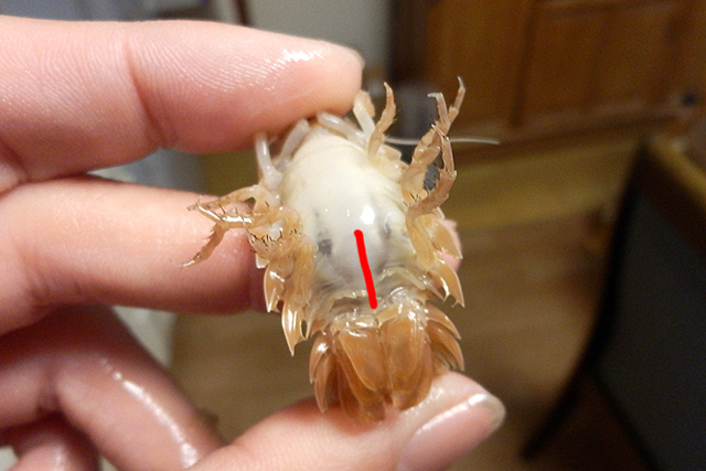 f:id:tamaokiyutaka:20190523001545j:plain f:id:tamaokiyutaka:20190523001545j:plain