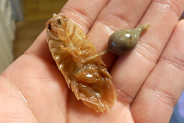 f:id:tamaokiyutaka:20190523001727j:plain f:id:tamaokiyutaka:20190523001727j:plain
