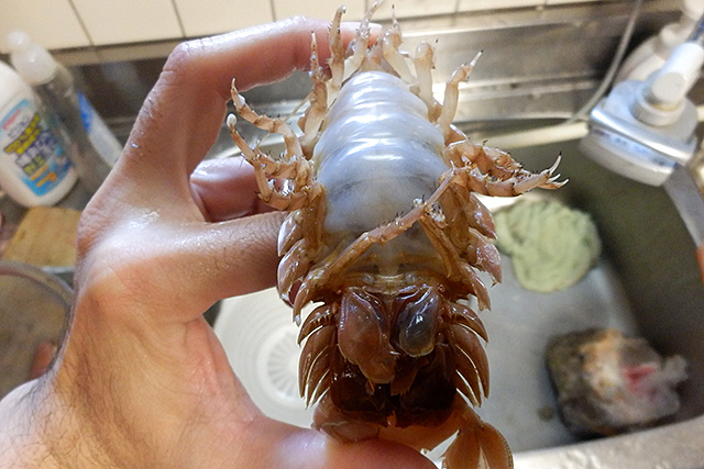 f:id:tamaokiyutaka:20190523001742j:plain f:id:tamaokiyutaka:20190523001742j:plain