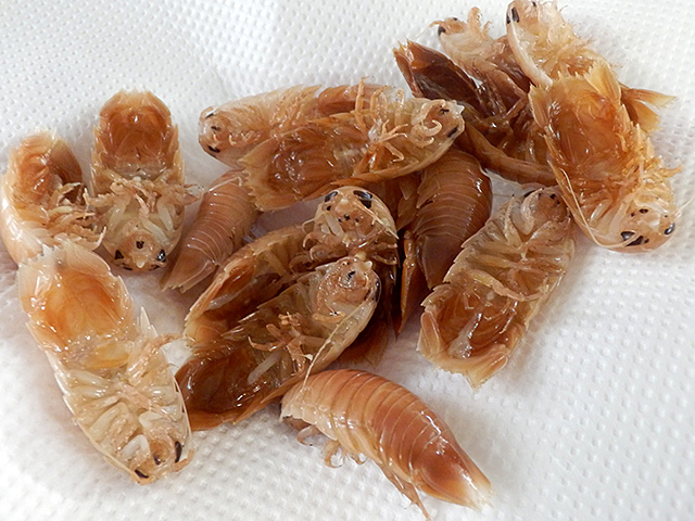 f:id:tamaokiyutaka:20190523001827j:plain f:id:tamaokiyutaka:20190523001827j:plain