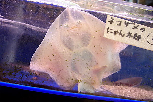 f:id:tamaokiyutaka:20190827233905j:plain f:id:tamaokiyutaka:20190827233905j:plain