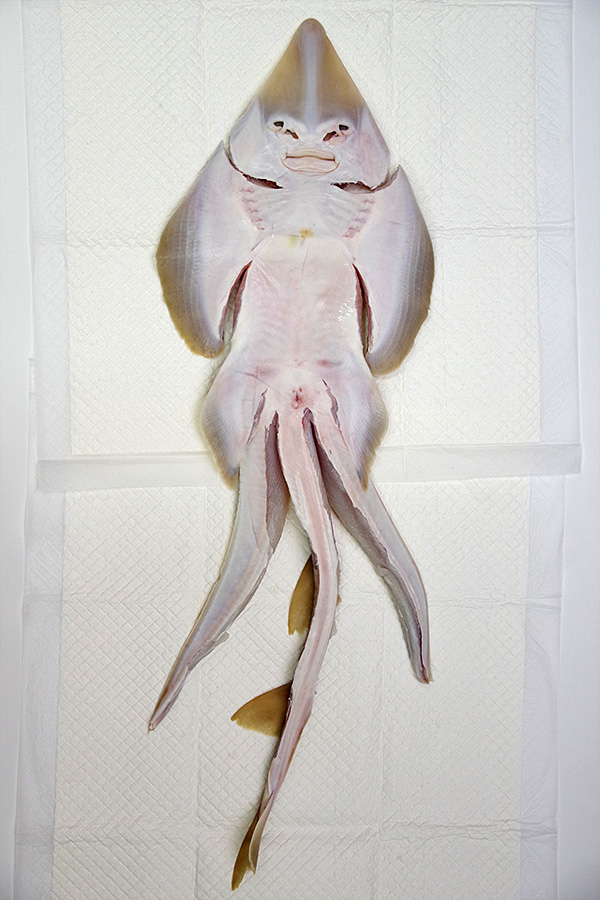 f:id:tamaokiyutaka:20190827233916j:plain f:id:tamaokiyutaka:20190827233916j:plain