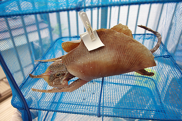 f:id:tamaokiyutaka:20190827233929j:plain f:id:tamaokiyutaka:20190827233929j:plain