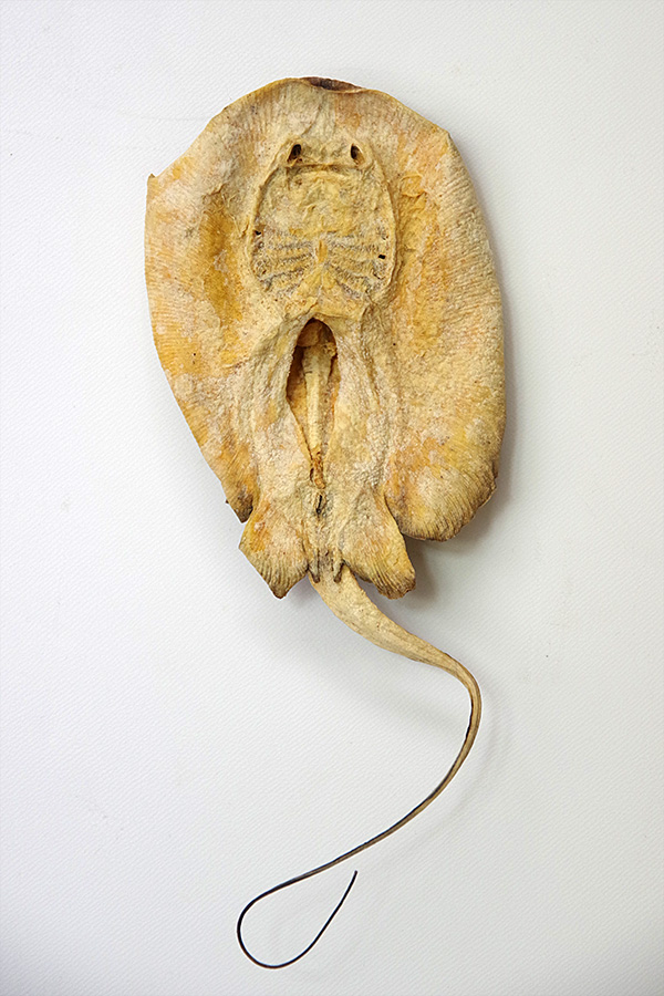 f:id:tamaokiyutaka:20190827234424j:plain f:id:tamaokiyutaka:20190827234424j:plain