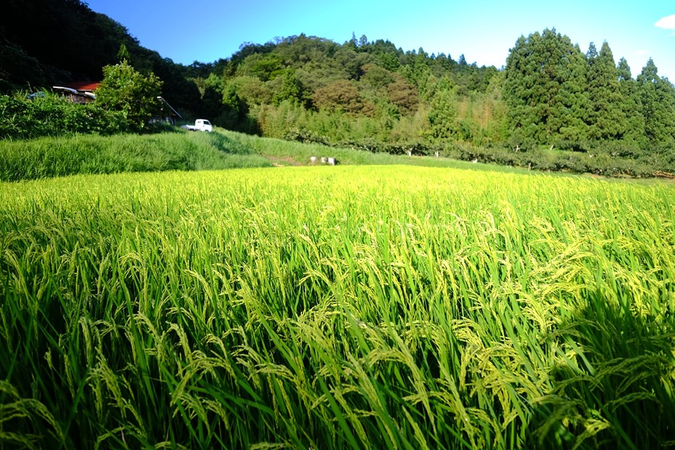 f:id:tamaokiyutaka:20191028114945j:plain f:id:tamaokiyutaka:20191028114945j:plain