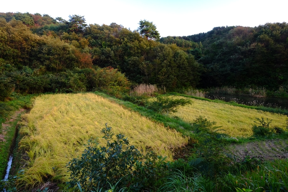 f:id:tamaokiyutaka:20191028115045j:plain f:id:tamaokiyutaka:20191028115045j:plain