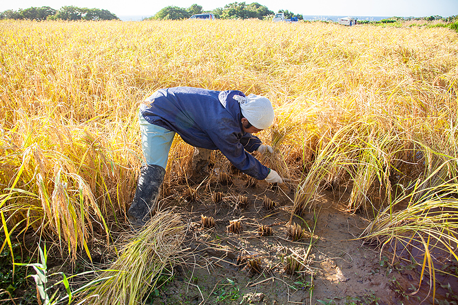 f:id:tamaokiyutaka:20191028115310j:plain