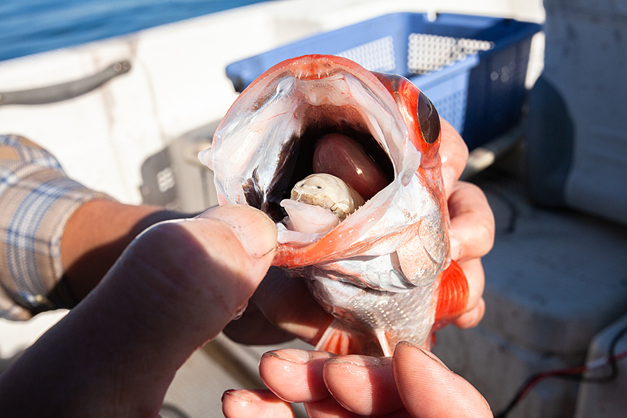 f:id:tamaokiyutaka:20191120223841j:plain