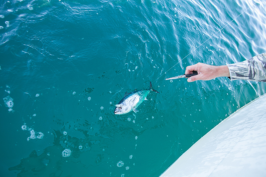 f:id:tamaokiyutaka:20191120223910j:plain