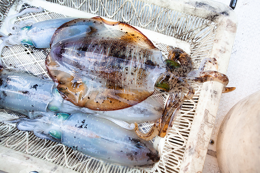 f:id:tamaokiyutaka:20191120224008j:plain