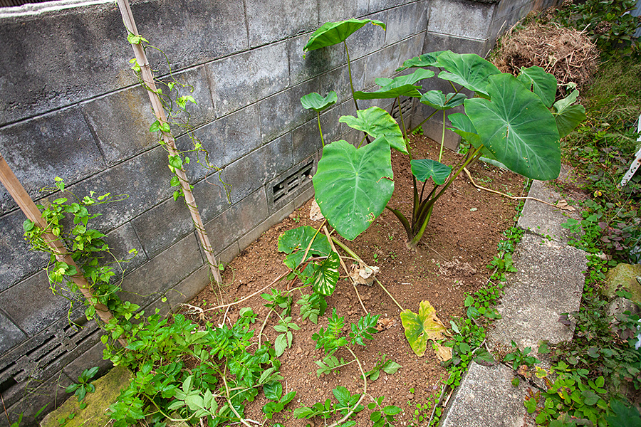 f:id:tamaokiyutaka:20191120231931j:plain f:id:tamaokiyutaka:20191120231931j:plain