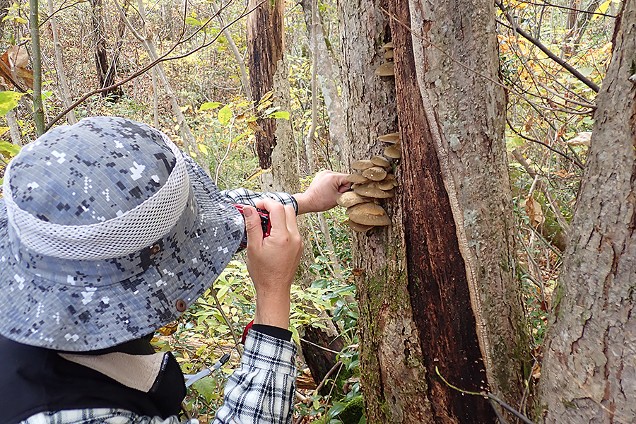 f:id:tamaokiyutaka:20191120232037j:plain