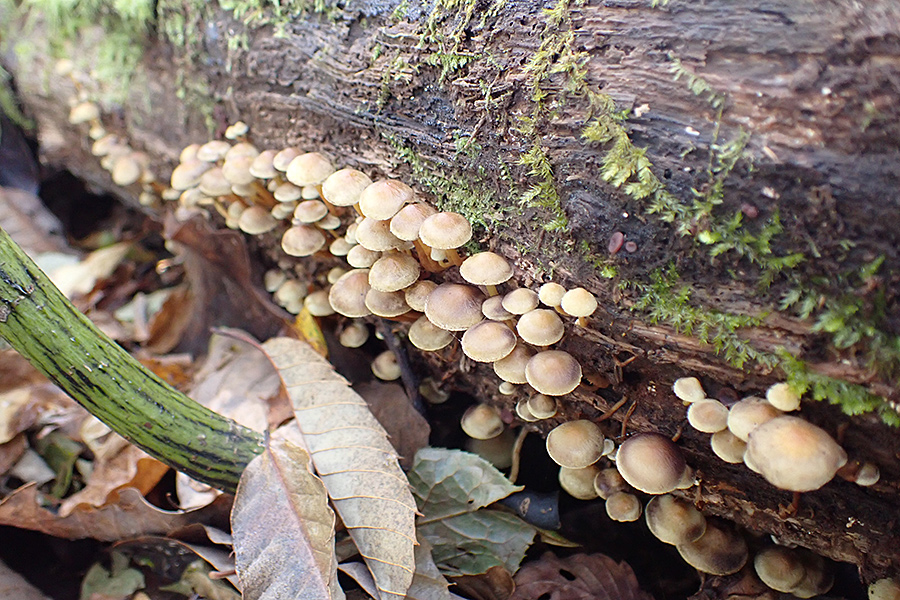 f:id:tamaokiyutaka:20191120232108j:plain f:id:tamaokiyutaka:20191120232108j:plain