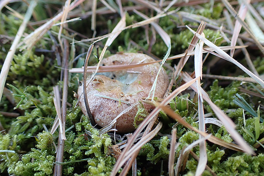 f:id:tamaokiyutaka:20191120232429j:plain