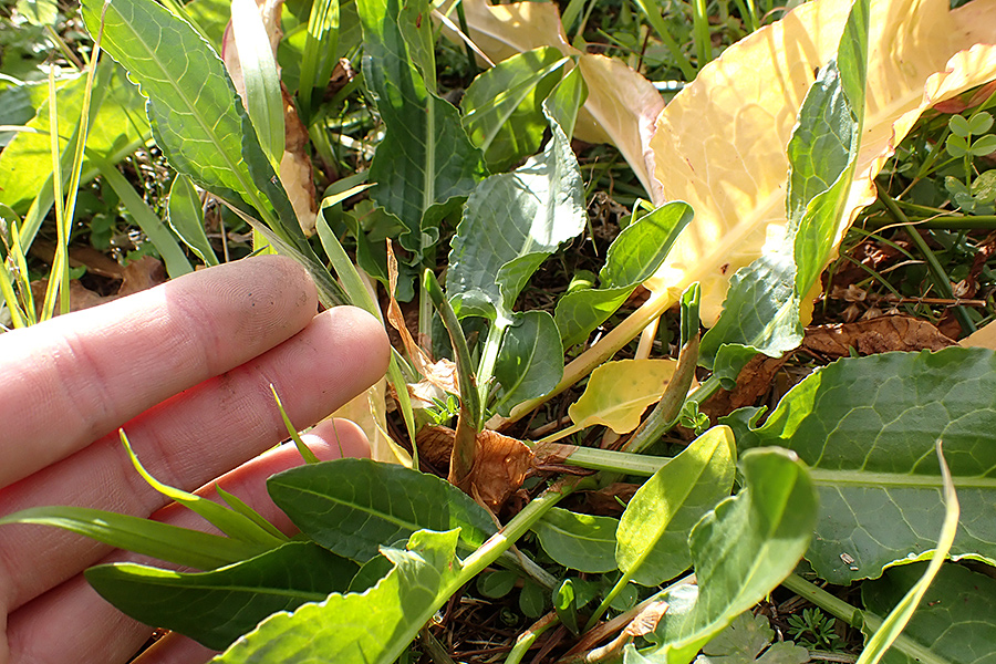 f:id:tamaokiyutaka:20200122003545j:plain f:id:tamaokiyutaka:20200122003545j:plain