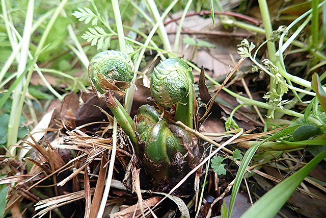 謎のシダ植物 ミドリヒメワラビ を食べてみる 私的標本 捕まえて食べる