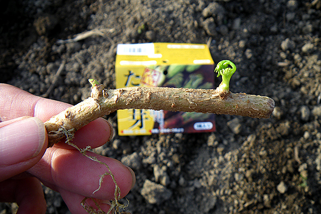 f:id:tamaokiyutaka:20200511131045j:plain