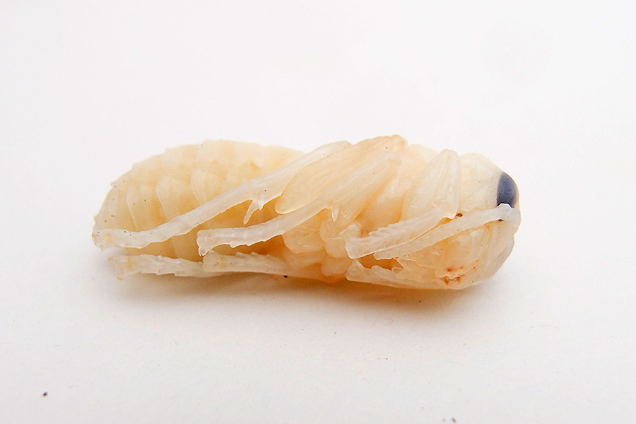 f:id:tamaokiyutaka:20200526174411j:plain