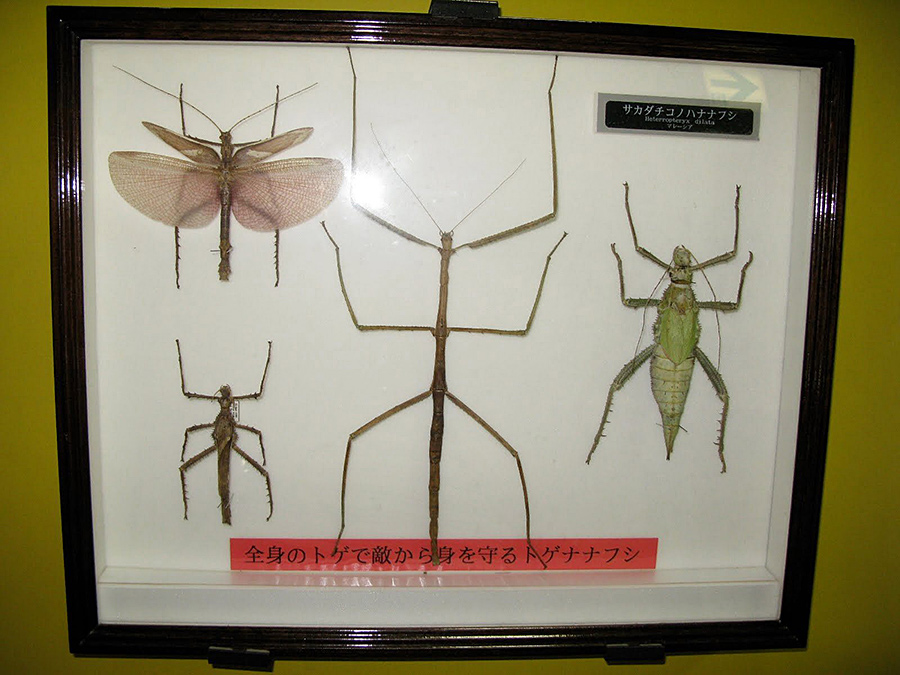 f:id:tamaokiyutaka:20200526181516j:plain