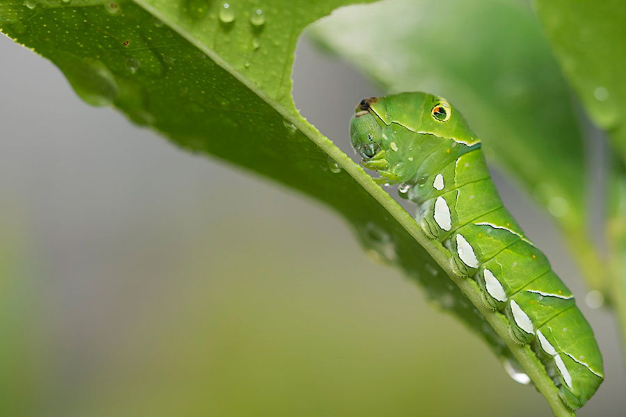虫を食べることが一般的なラオスで 栄養状態改善のために昆虫養殖を指導する専門家に聞く昆虫食の未来 いろんな街で捕まえて食べる Suumoタウン