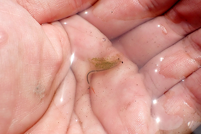 f:id:tamaokiyutaka:20200619104217j:plain f:id:tamaokiyutaka:20200619104217j:plain