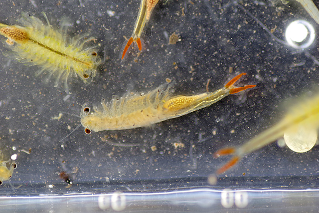 f:id:tamaokiyutaka:20200619104552j:plain f:id:tamaokiyutaka:20200619104552j:plain